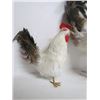 Image 5 : Large White Chicken and 2 Chick Figurines- Real Fathers