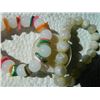 Image 3 : ROUND AGATE BRACELETS - 2 TTL stretch to put on