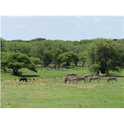 TA - 2 Missouri Turkey Hunt & African Safari