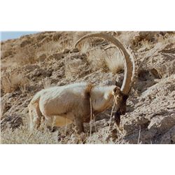 TA - 5 Spain Hunt with Spain Outfitters