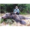 Image 1 : TA - 10 European Brown Bear Hunt with Hunt In Europe