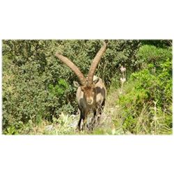 TA - 12 Spain with Hunt In Europe