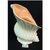 Image 1 : CATALINA STROMBUS SHELL Vase 7 1/2"