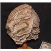 Image 2 : STAR TREK KEENSER SILICONE HEAD FROM FIRST FILM ACADAMY AWARD WINNING!