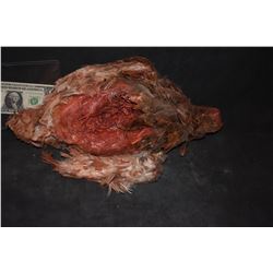 DEAD HALF EATEN CHICKEN