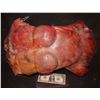 Image 1 : TORSO TORN APART LIKE DRAWN & QUARTERED