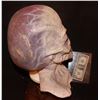 Image 3 : ALIEN MUTANT CREATURE OOAK FULL HEAD WEARABLE MASK 3