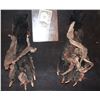 Image 2 : MUMMY ALIEN DEMON CREATURE WEARABLE COSTUME GLOVES 1