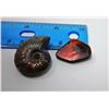 Image 1 : 15 - NATURAL AMMONITE FOSSIL