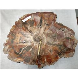 Large Polished Slab Petrified Wood