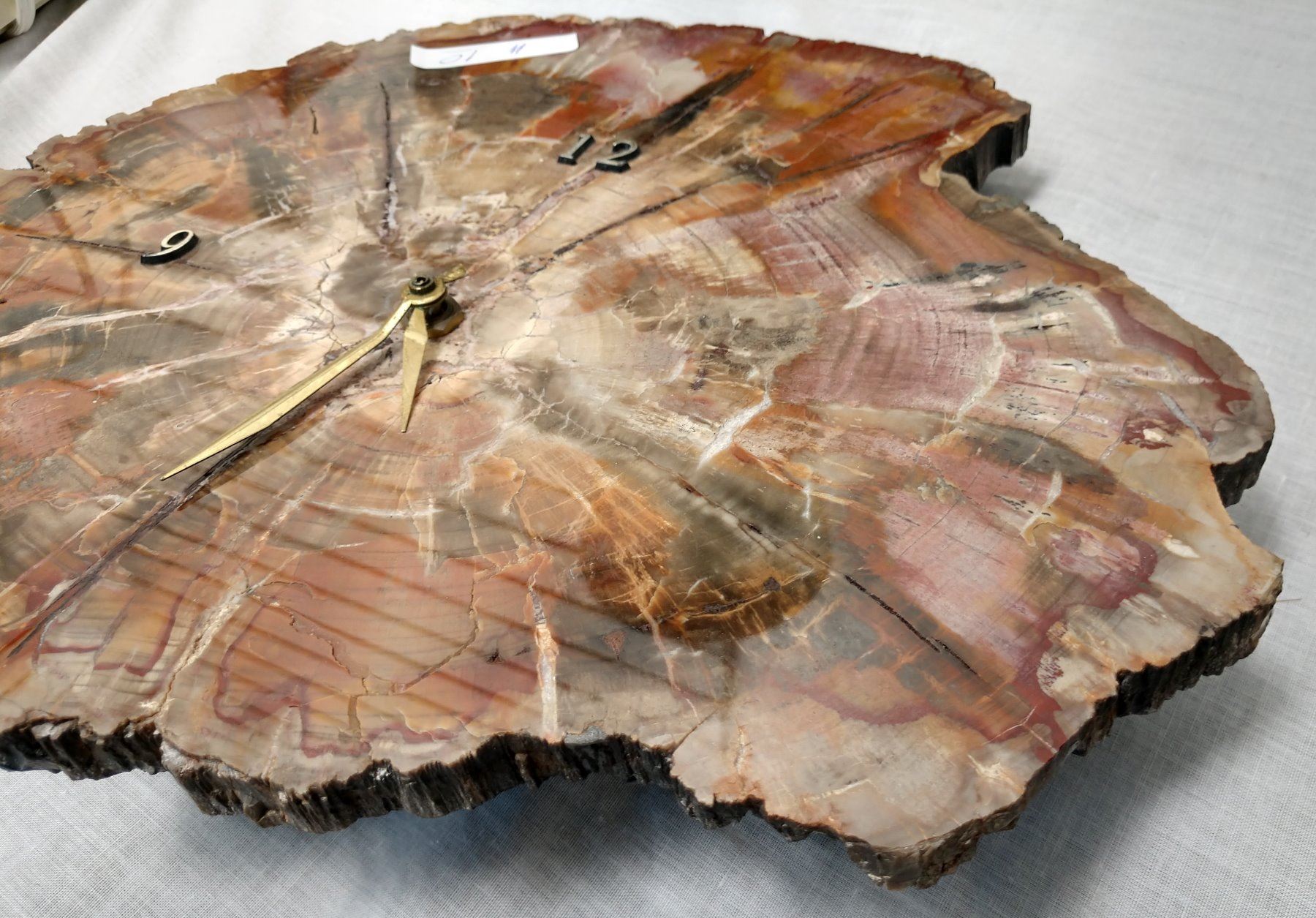 Large Polished Slab Petrified Wood