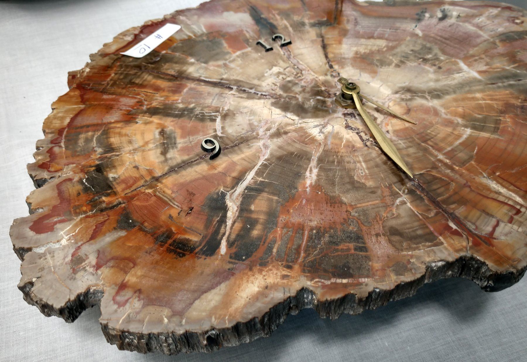 Large Polished Slab Petrified Wood