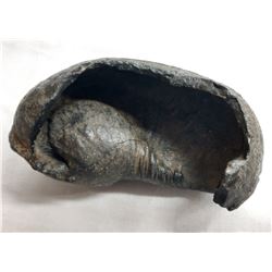 Whale's Ear Fossil