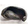 Image 1 : Whale's Ear Fossil