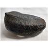 Image 2 : Whale's Ear Fossil