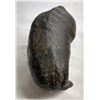 Image 3 : Whale's Ear Fossil