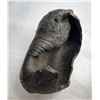 Image 4 : Whale's Ear Fossil
