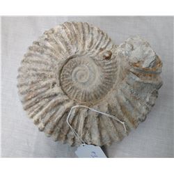 Large Fossil Ammonite