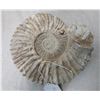 Image 1 : Large Fossil Ammonite