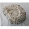 Image 2 : Large Fossil Ammonite
