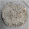 Image 4 : Large Fossil Ammonite