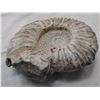 Image 5 : Large Fossil Ammonite