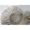 Image 6 : Large Fossil Ammonite