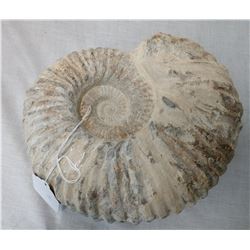 Large Fossil Ammonite