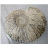 Image 1 : Large Fossil Ammonite