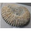 Image 3 : Large Fossil Ammonite