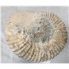 Image 4 : Large Fossil Ammonite