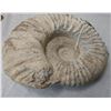 Image 5 : Large Fossil Ammonite