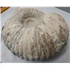 Image 6 : Large Fossil Ammonite