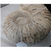 Image 7 : Large Fossil Ammonite