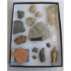 Authentic Fossil Collection