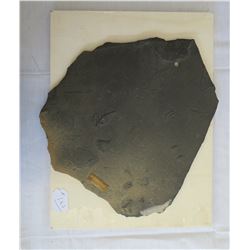 Large Slate Trilobite Fossil