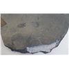 Image 6 : Large Slate Trilobite Fossil