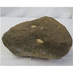Unusual Fossil