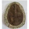 Image 1 : Large Trilobite Fossil