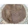 Image 3 : Large Trilobite Fossil
