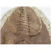 Image 4 : Large Trilobite Fossil