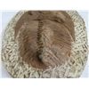 Image 7 : Large Trilobite Fossil