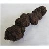 Image 8 : Fossil Ammonite & Coprolite