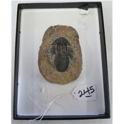 Rare Fossil Trilobite