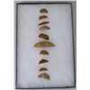 Image 1 : California Crescent Collection