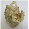 Image 3 : Large Fossil Vertebra