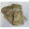 Image 7 : Large Fossil Vertebra