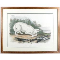 White American Wolf Lithographic Print
