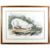 Image 1 : White American Wolf Lithographic Print