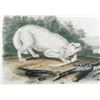 Image 3 : White American Wolf Lithographic Print